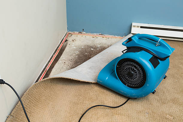 Best Local water damage restoration  in Lincoln, MT